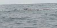 PICTURES/Whale Watching - Depoe Bay/t_Back11.JPG